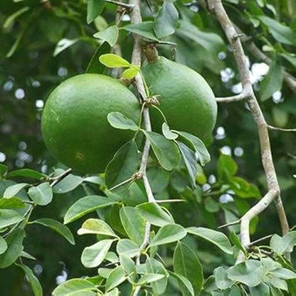 Aegle Marmelos Seeds - Heirloom Fruit Plant for Home Gardens