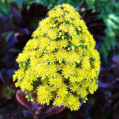 Aeonium Seeds - Heirloom Flower Plant for Home Gardens