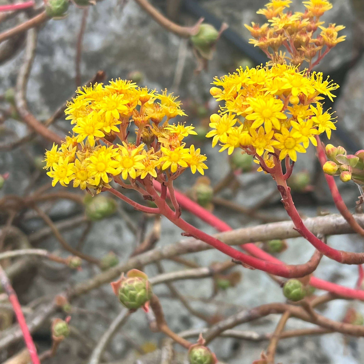 Aeonium Seeds - Heirloom Flower Plant for Home Gardens
