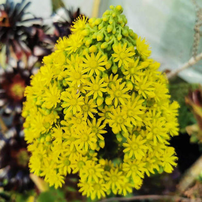 Aeonium Seeds - Heirloom Flower Plant for Home Gardens