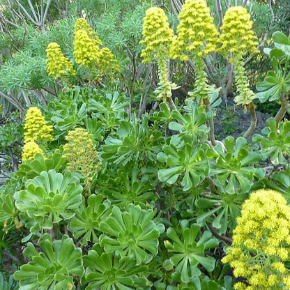 Aeonium Seeds - Heirloom Flower Plant for Home Gardens