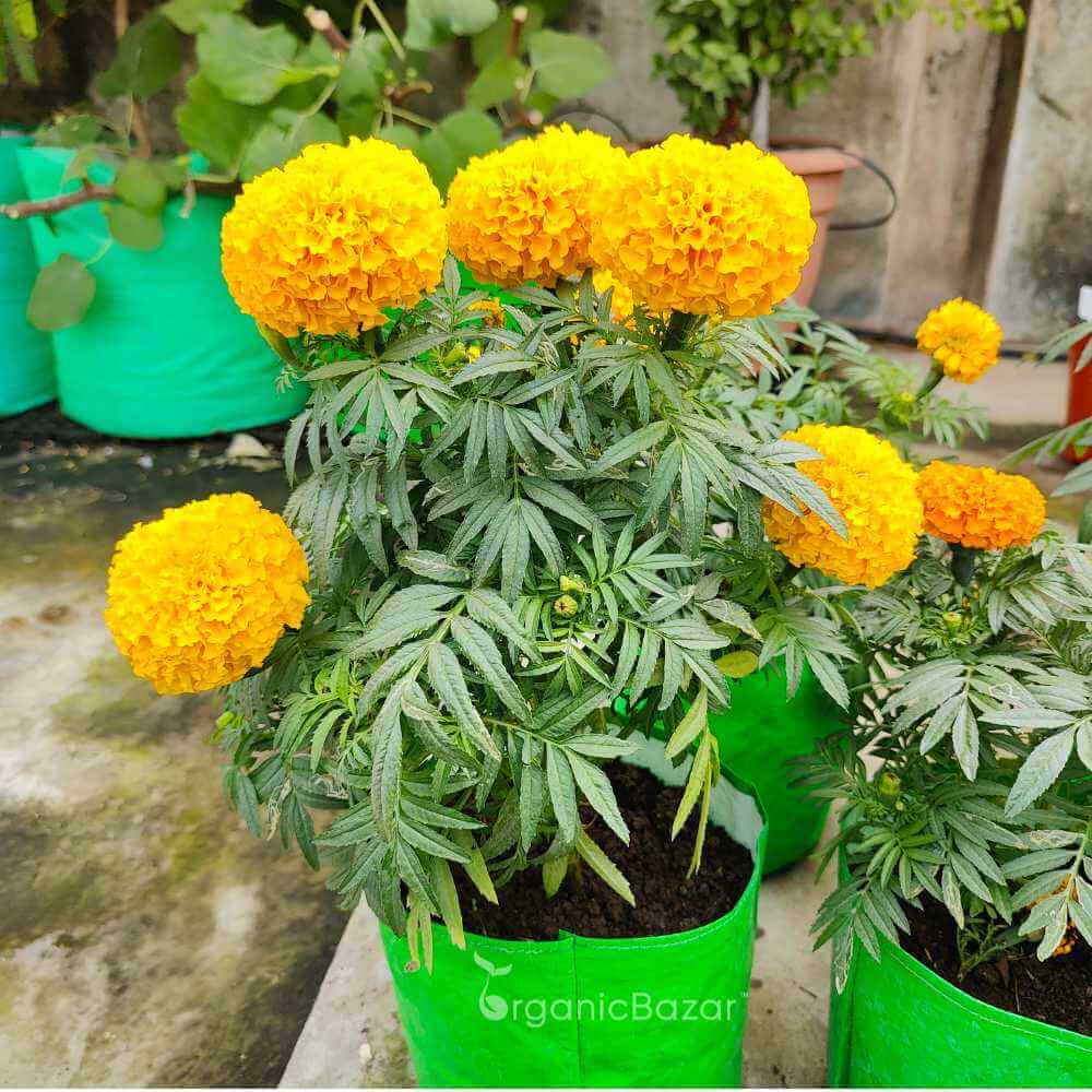 African Marigold Seeds - Flower Plant