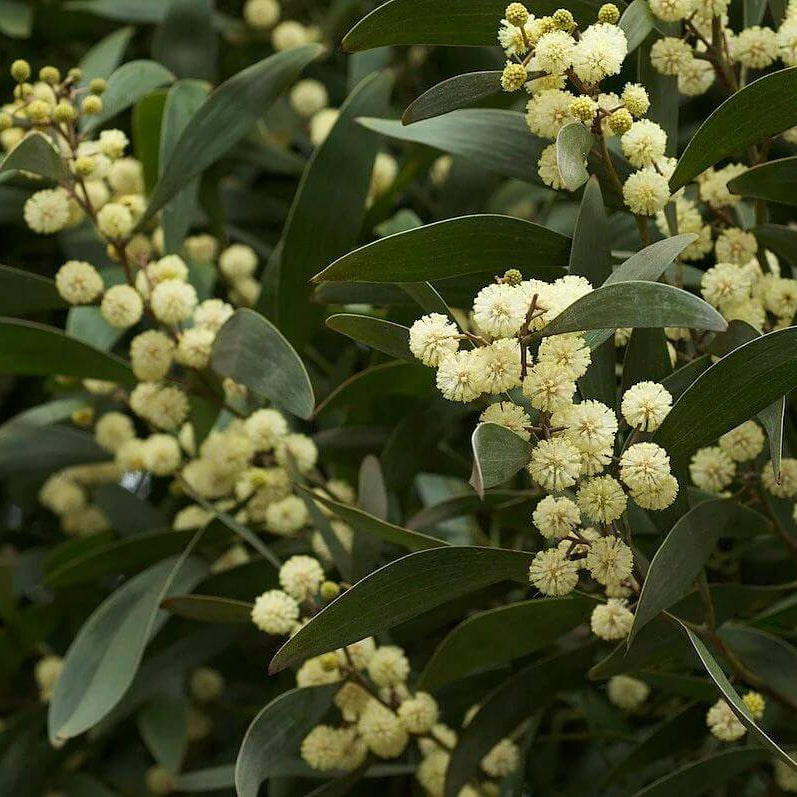African Blackwood Seeds - Heirloom Flower Plant for Home Gardens