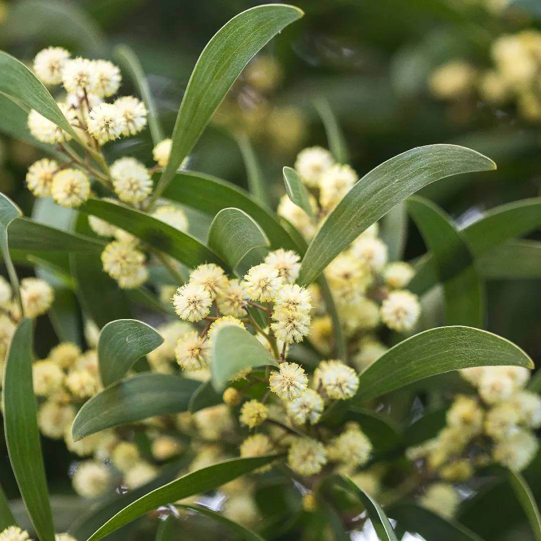 African Blackwood Seeds - Heirloom Flower Plant for Home Gardens