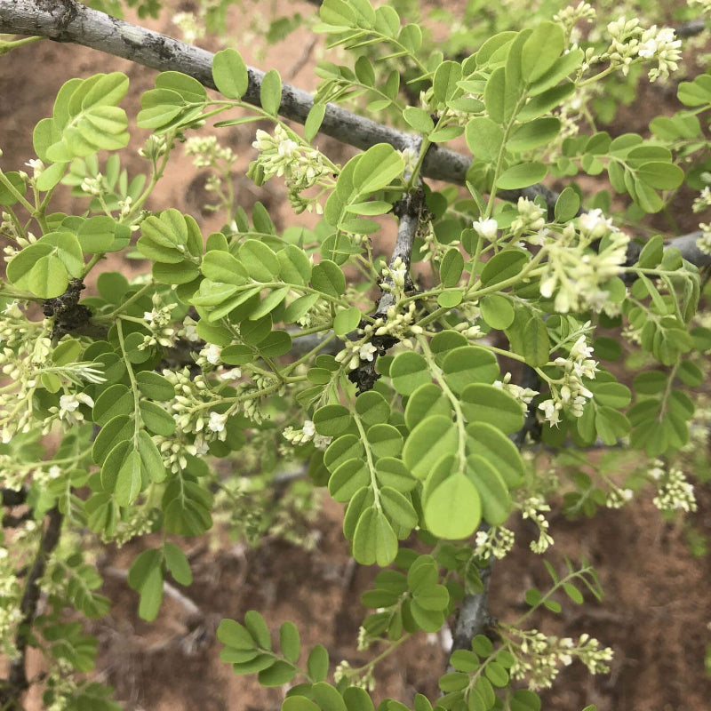 African Blackwood Seeds - Heirloom Flower Plant for Home Gardens