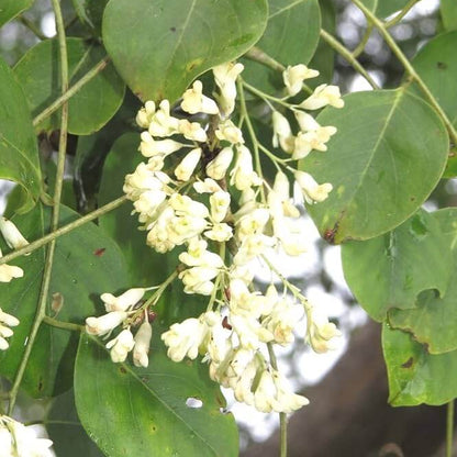 African Blackwood Seeds - Heirloom Flower Plant for Home Gardens