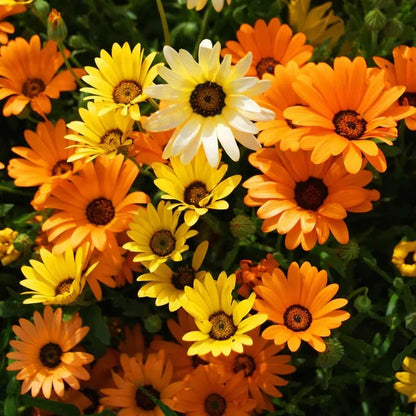 Osteospermum seeds - Flower Plant