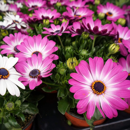 African Daisy Seeds - Flower Plant