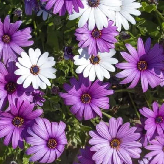 African Daisy Seeds - Flower Plant