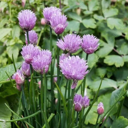 African Garlic Plant Seeds 