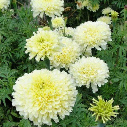 African Marigold Moonlight Seeds - Heirloom Flower Plant for Home Gardens