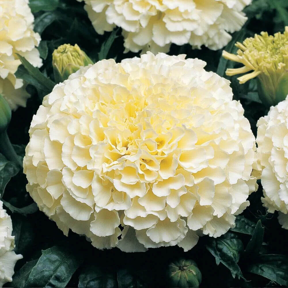 African Marigold Moonlight Seeds - Heirloom Flower Plant for Home Gardens
