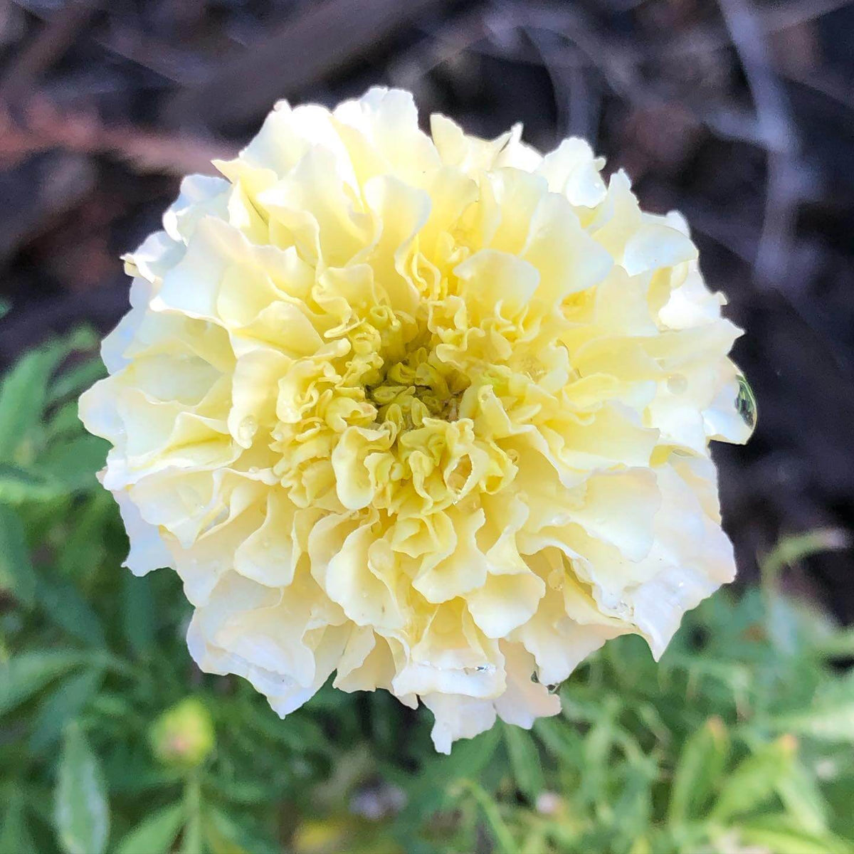 African Marigold Moonlight Seeds - Heirloom Flower Plant for Home Gardens