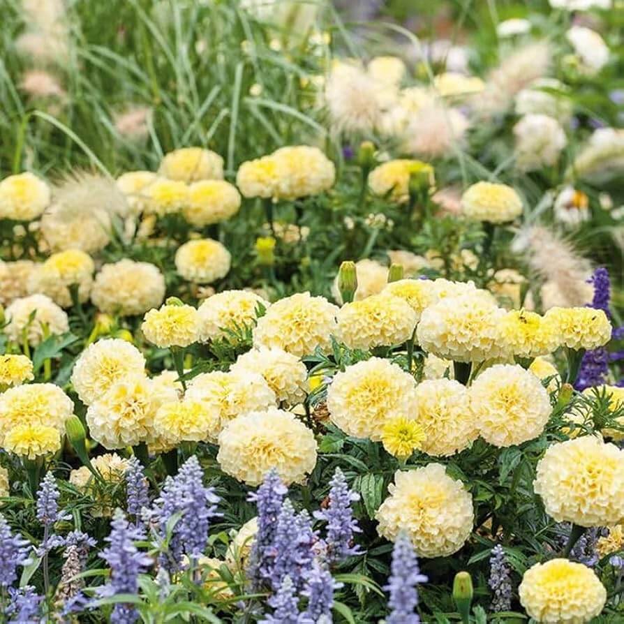 African Marigold Moonlight Seeds - Heirloom Flower Plant for Home Gardens