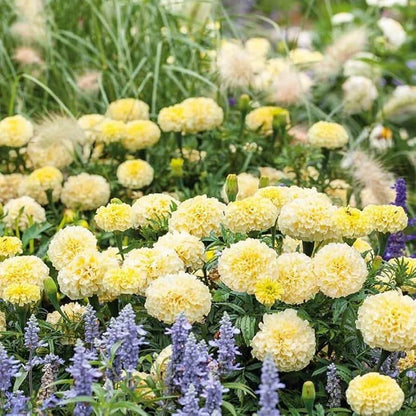 African Marigold Moonlight Seeds - Heirloom Flower Plant for Home Gardens