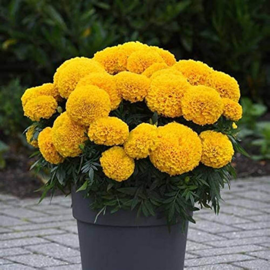 African Marigold Seeds - Flower Plant