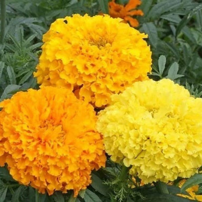 African Mix Marigold Seeds