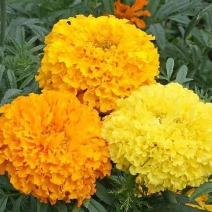 African Mix Marigold Seeds