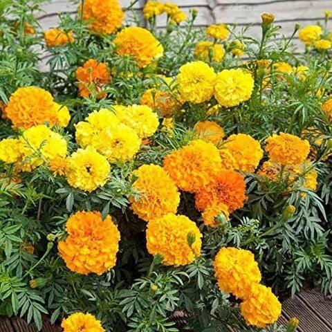 African Mix Marigold Seeds