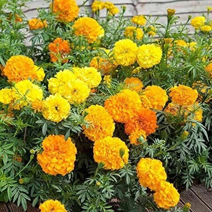 African Mix Marigold Seeds
