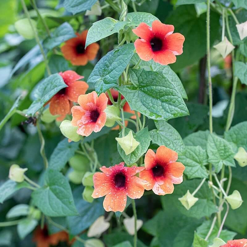 African Sunset Thunbergia Seeds - Heirloom Flower Plant for Home Gardens