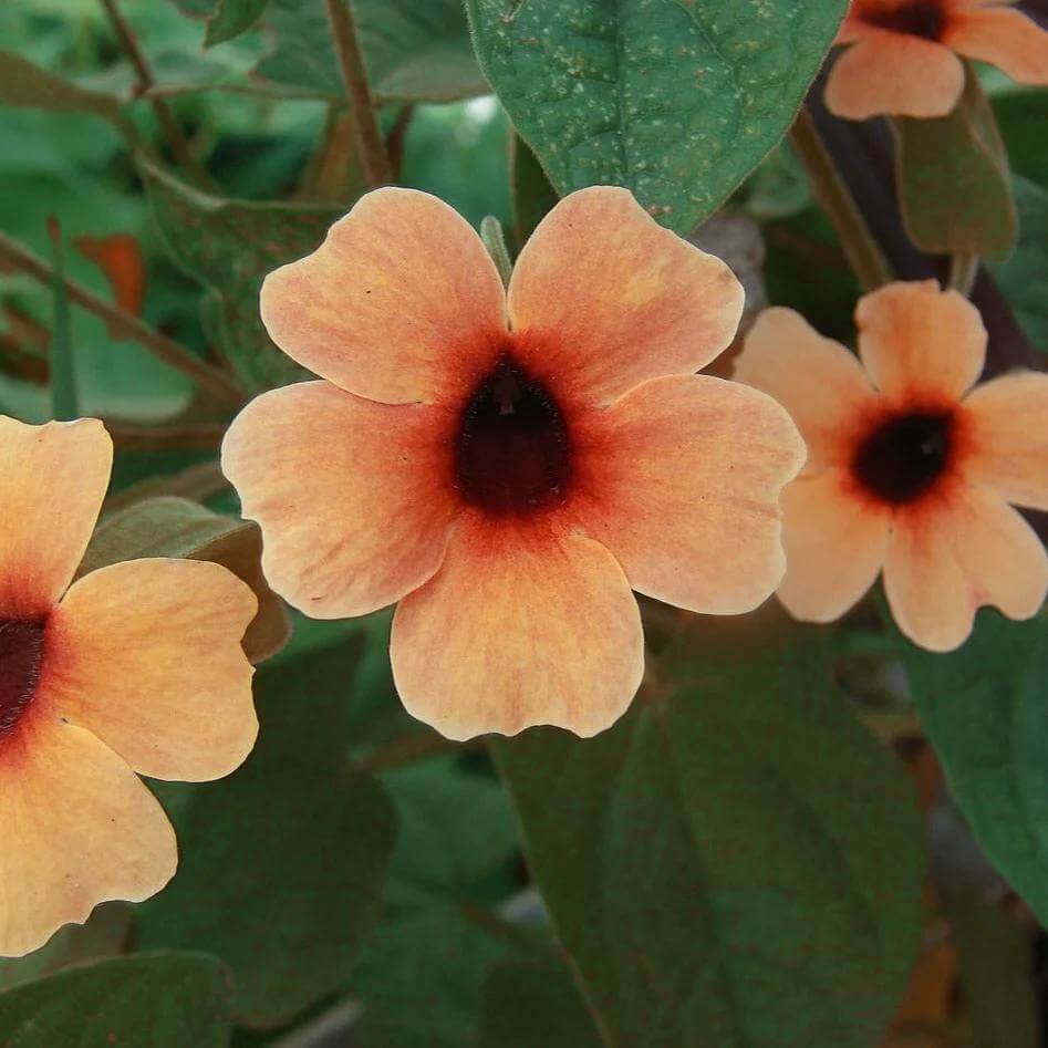 African Sunset Thunbergia Seeds - Heirloom Flower Plant for Home Gardens
