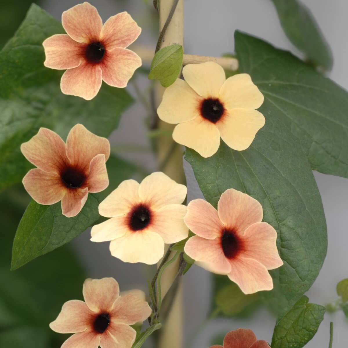 African Sunset Thunbergia Seeds - Heirloom Flower Plant for Home Gardens
