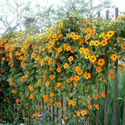 African Sunset Vine Seeds