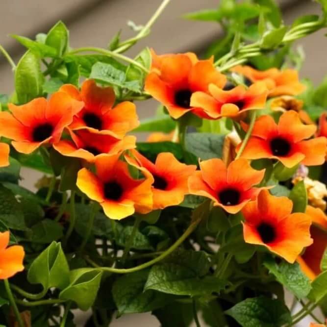 African Sunset Vine Seeds