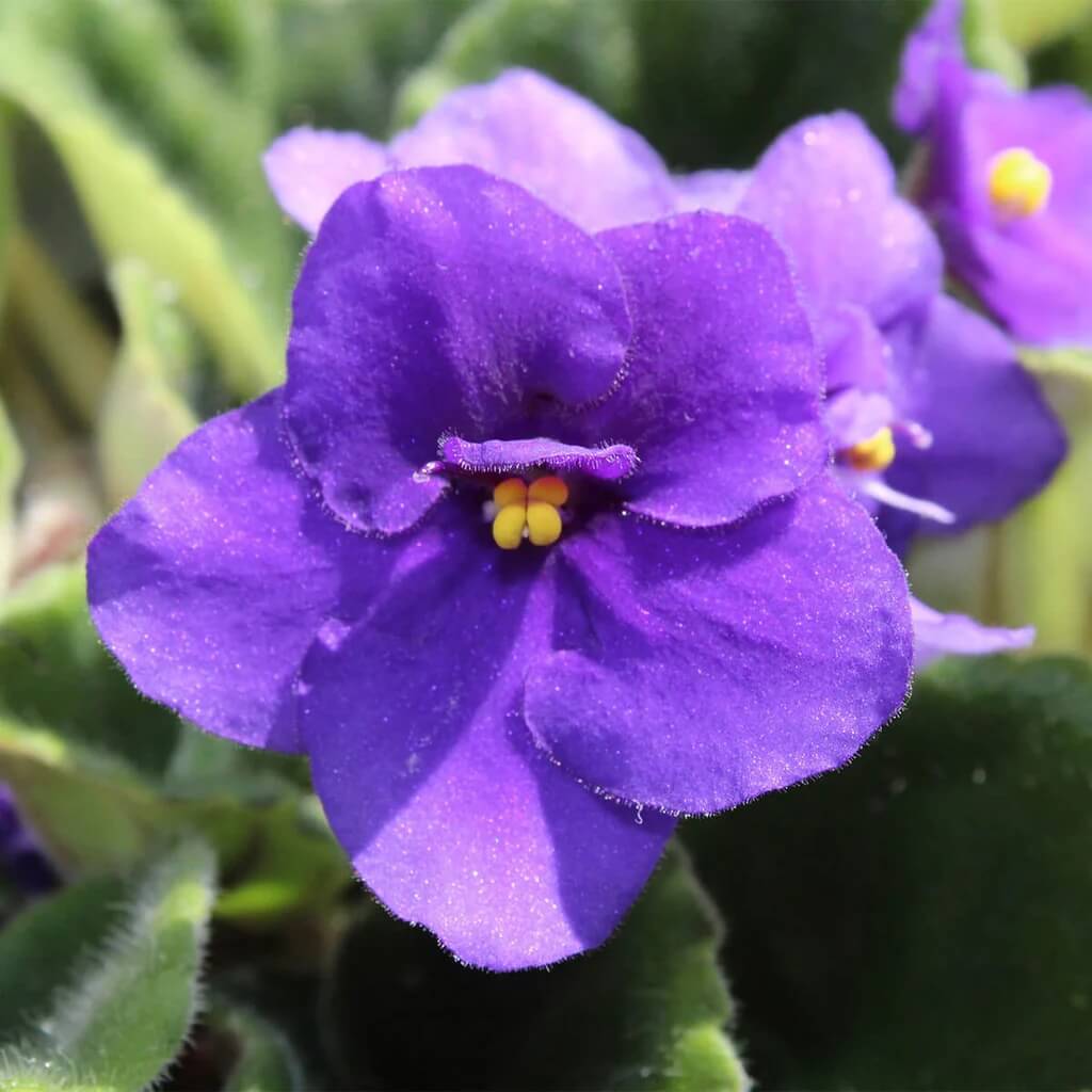 African Violet Seeds