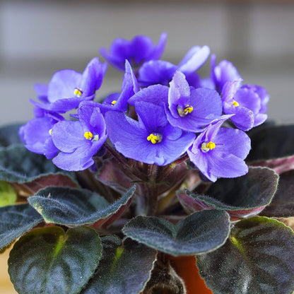 African Violet Seeds