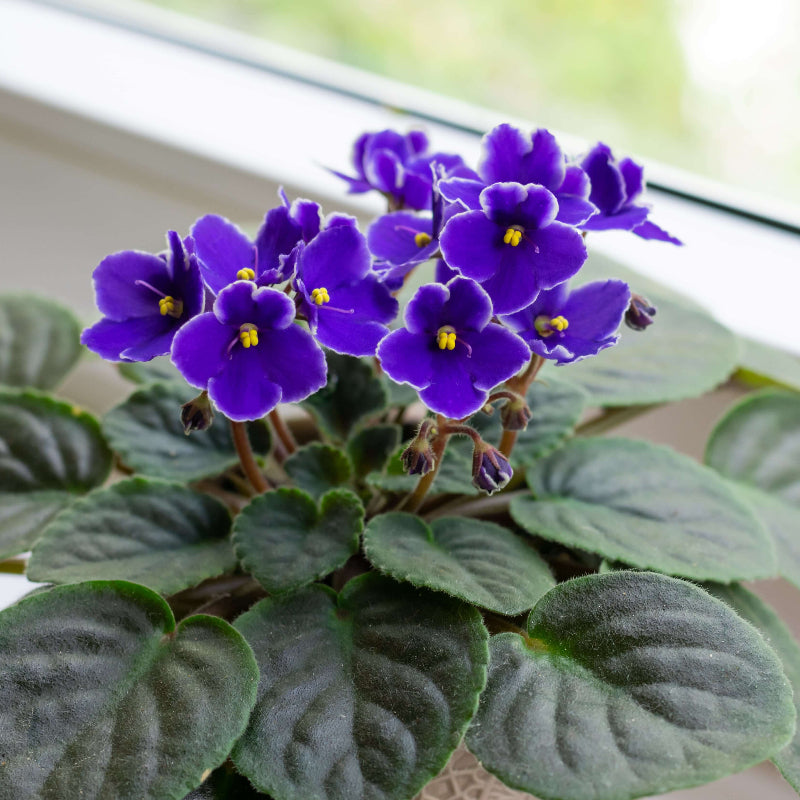 African Violet Seeds