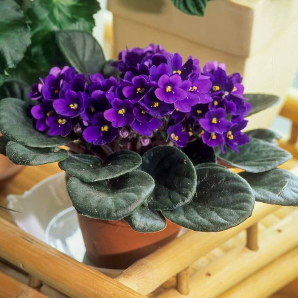 African Violet Seeds