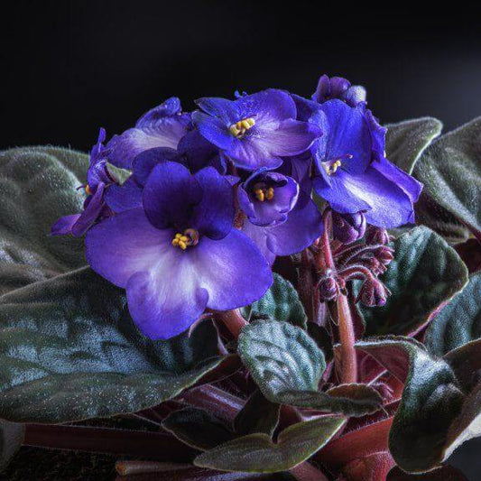 African Violet Seeds - Flower Plant
