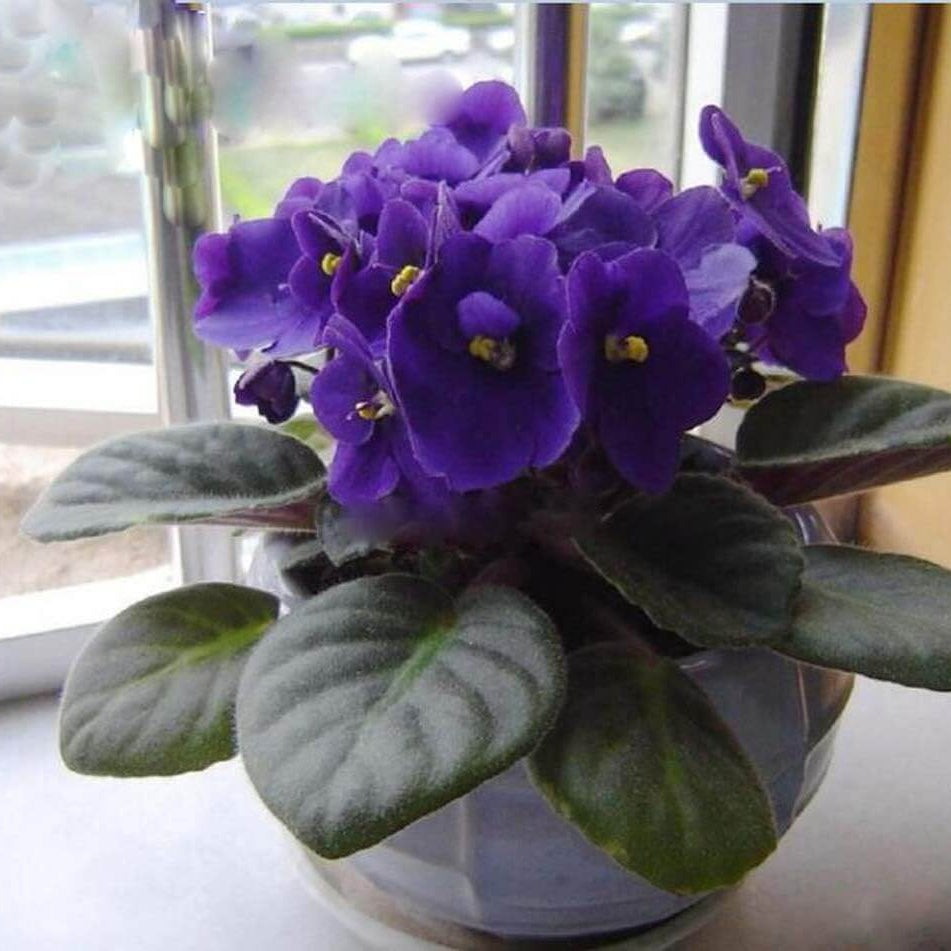 African Violet Seeds - Flower Plant