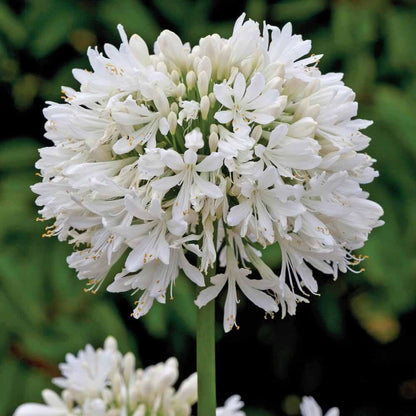 Agapanthus Seeds - Flower Plant for Home Gardens