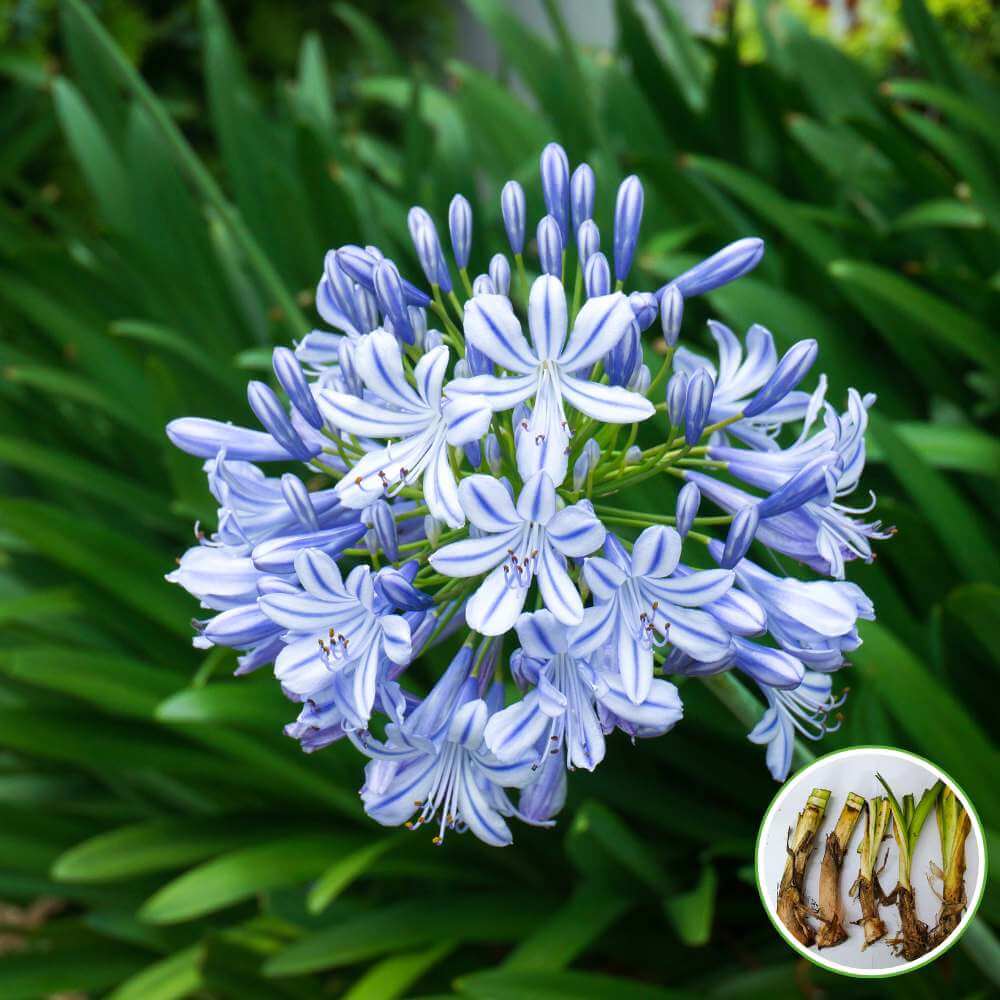 Agapanthus Seeds - Flower Plant for Home Gardens