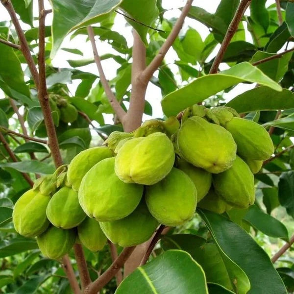 Agarwood Seeds