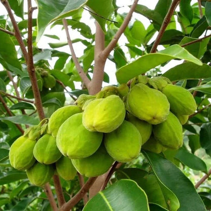 Agarwood Seeds