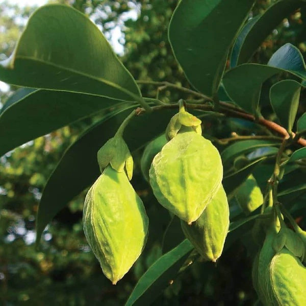 Agarwood Seeds