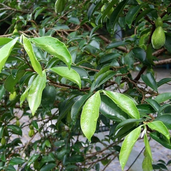 Agarwood Seeds