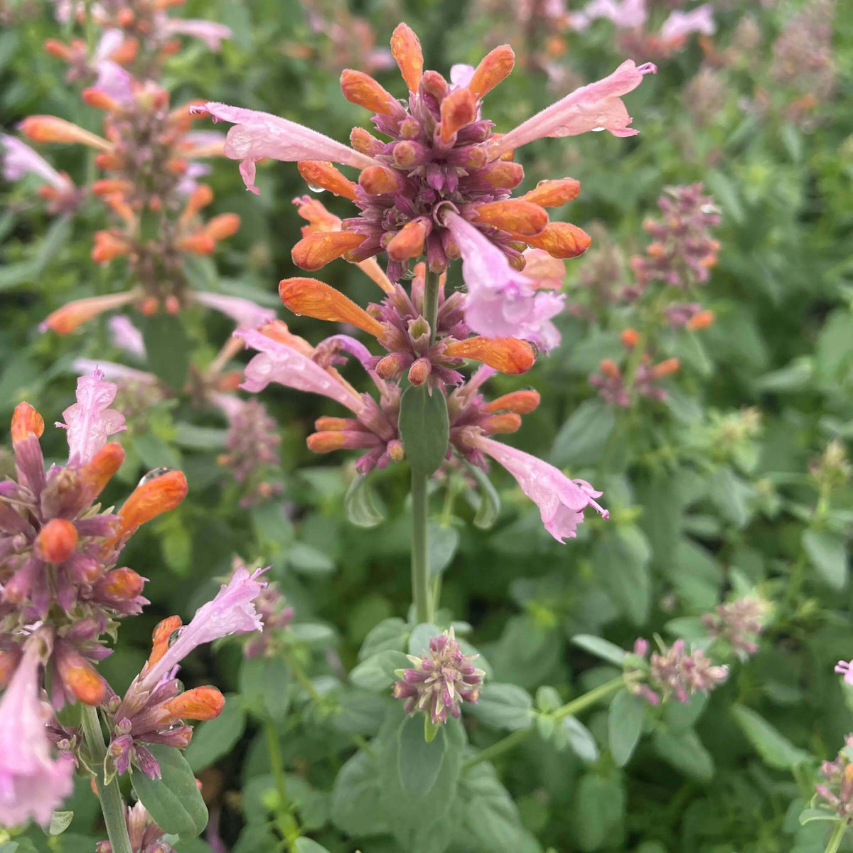 Agastache Arizona Sunset Seeds - Heirloom Flower Plant for Home Gardens