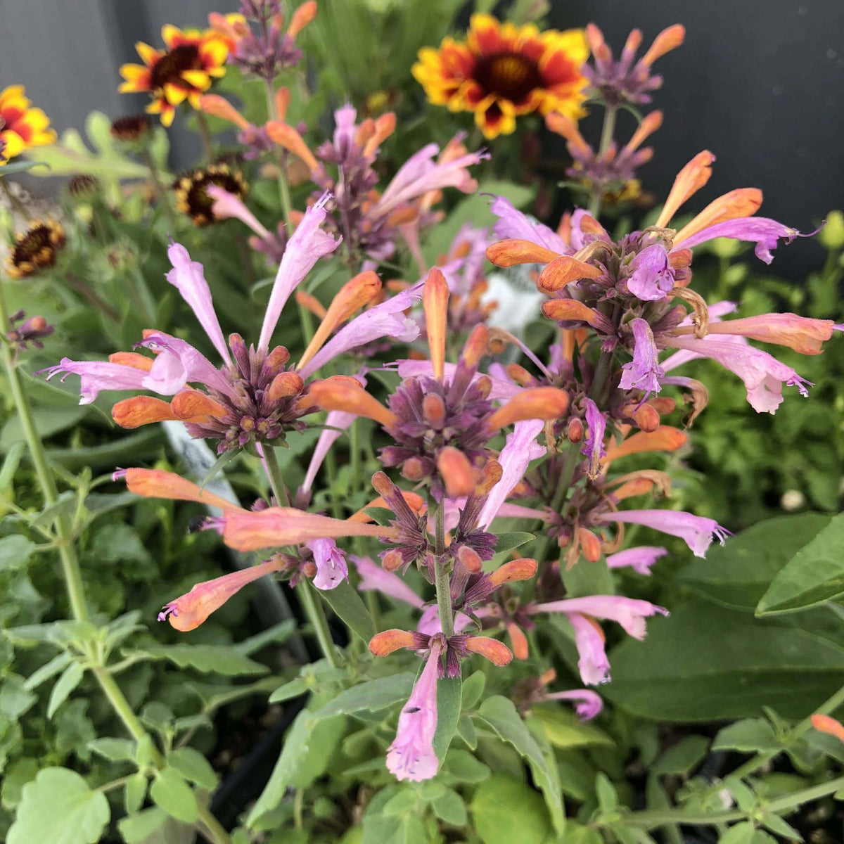 Agastache Arizona Sunset Seeds - Heirloom Flower Plant for Home Gardens