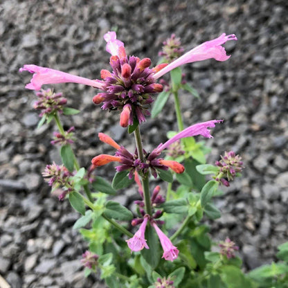 Agastache Arizona Sunset Seeds - Heirloom Flower Plant for Home Gardens