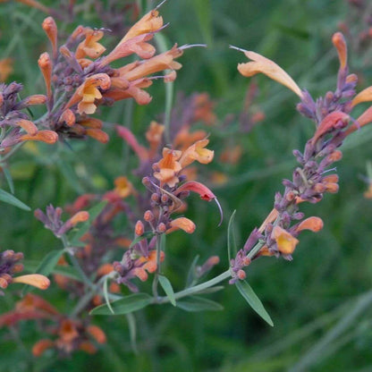 Agastache Arizona Sunset Seeds - Heirloom Flower Plant for Home Gardens