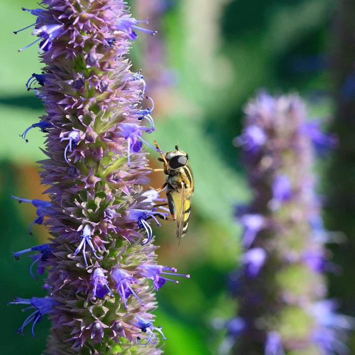 Agastache Foeniculum Seeds - Herbal Plant