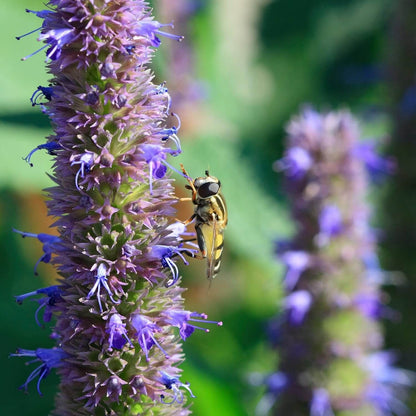 Agastache Foeniculum Seeds - Herbal Plant