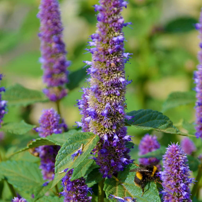 Agastache Foeniculum Seeds - Herbal Plant