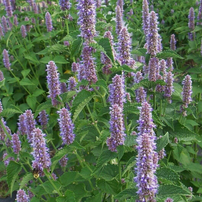 Agastache Foeniculum Seeds - Herbal Plant