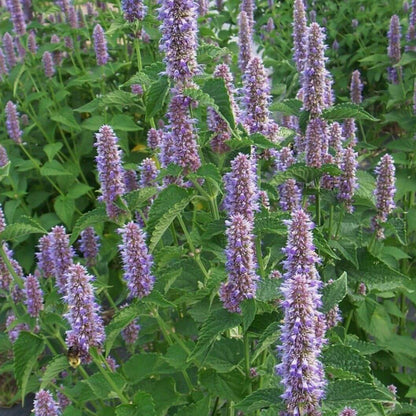 Agastache Foeniculum Seeds - Herbal Plant